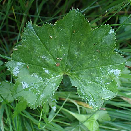 Alchemilla lunaria \ Halbmond-Frauenmantel / Half-Moon Lady's Mantle, D Altusried-Walzlings 12.7.2021