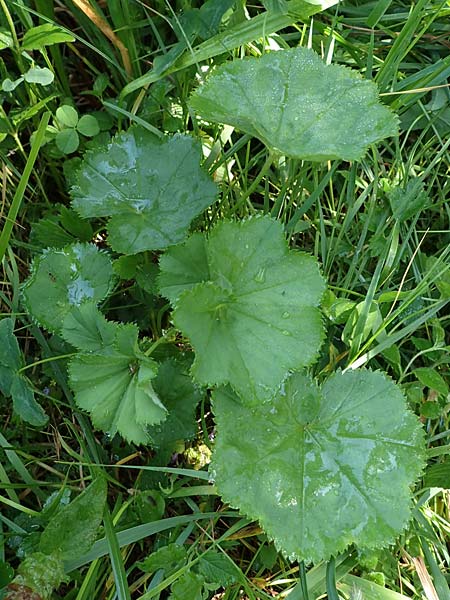 Alchemilla longituba \ Langrhren-Frauenmantel / Long Tube Lady's Mantle, D Altusried-Walzlings 12.7.2021