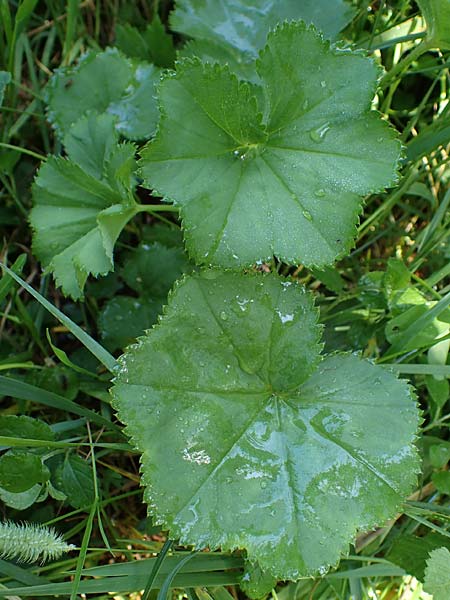 Alchemilla longituba \ Langrhren-Frauenmantel / Long Tube Lady's Mantle, D Altusried-Walzlings 12.7.2021
