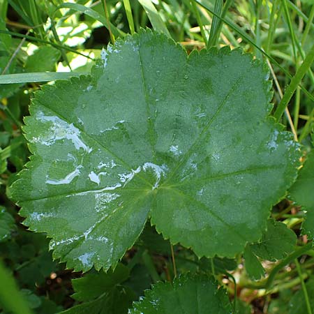 Alchemilla longituba \ Langrhren-Frauenmantel / Long Tube Lady's Mantle, D Altusried-Walzlings 12.7.2021