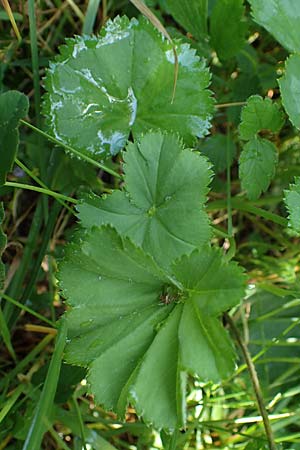 Alchemilla longituba \ Langrhren-Frauenmantel / Long Tube Lady's Mantle, D Altusried-Walzlings 12.7.2021