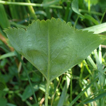 Alchemilla longituba \ Langrhren-Frauenmantel / Long Tube Lady's Mantle, D Altusried-Walzlings 12.7.2021