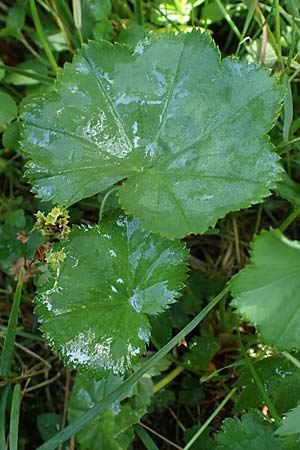 Alchemilla longituba \ Langrhren-Frauenmantel / Long Tube Lady's Mantle, D Altusried-Walzlings 12.7.2021