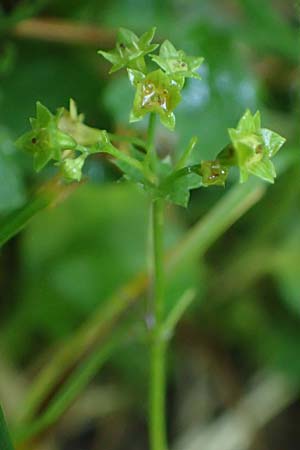 Alchemilla longituba \ Langrhren-Frauenmantel / Long Tube Lady's Mantle, D Altusried-Walzlings 12.7.2021