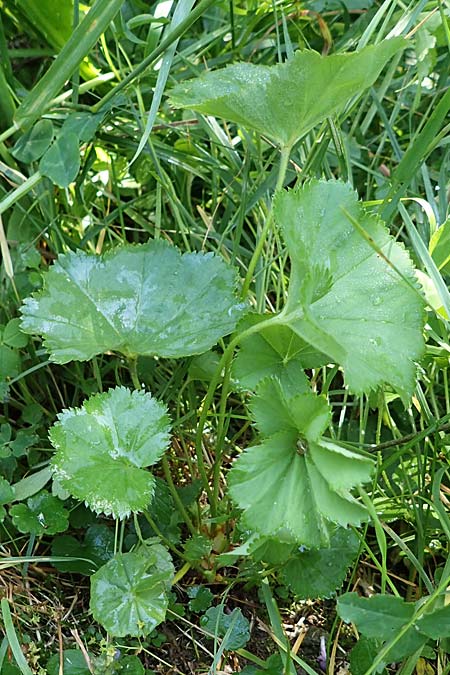 Alchemilla longituba \ Langrhren-Frauenmantel / Long Tube Lady's Mantle, D Altusried-Walzlings 12.7.2021