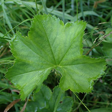 Alchemilla longituba \ Langrhren-Frauenmantel / Long Tube Lady's Mantle, D Altusried-Walzlings 12.7.2021