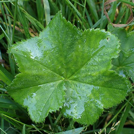 Alchemilla longituba \ Langrhren-Frauenmantel / Long Tube Lady's Mantle, D Altusried-Walzlings 12.7.2021