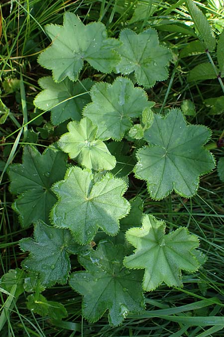 Alchemilla longituba \ Langrhren-Frauenmantel / Long Tube Lady's Mantle, D Altusried-Walzlings 12.7.2021