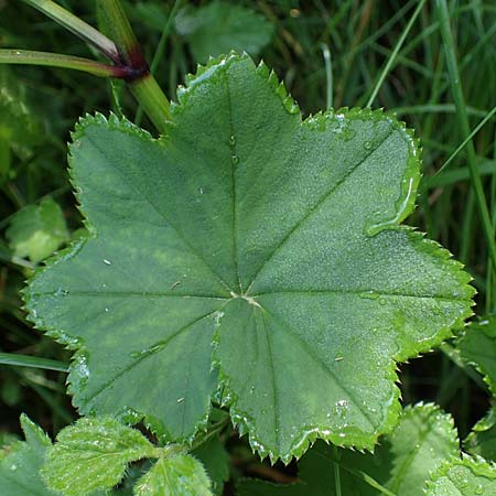 Alchemilla longituba \ Langrhren-Frauenmantel / Long Tube Lady's Mantle, D Altusried-Walzlings 12.7.2021