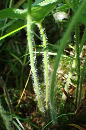 Alchemilla longituba \ Langrhren-Frauenmantel / Long Tube Lady's Mantle, D Altusried-Walzlings 12.7.2021