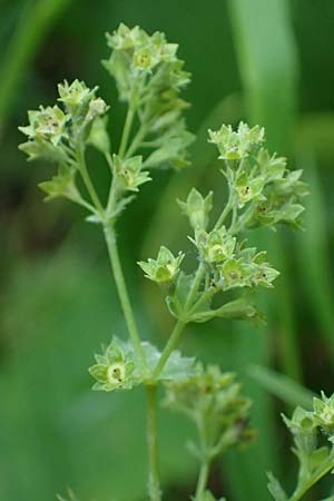 Alchemilla longituba \ Langrhren-Frauenmantel / Long Tube Lady's Mantle, D Eschachthal 12.7.2021