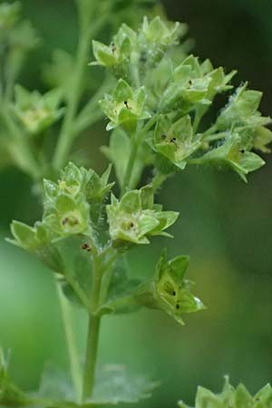 Alchemilla longituba \ Langrhren-Frauenmantel / Long Tube Lady's Mantle, D Eschachthal 12.7.2021