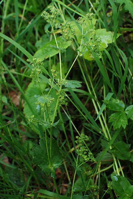Alchemilla longituba \ Langrhren-Frauenmantel / Long Tube Lady's Mantle, D Eschachthal 12.7.2021