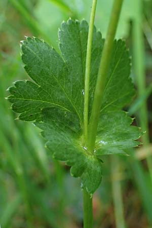 Alchemilla longituba \ Langrhren-Frauenmantel / Long Tube Lady's Mantle, D Eschachthal 12.7.2021