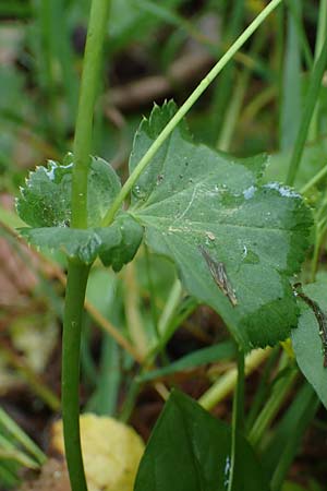 Alchemilla longituba \ Langrhren-Frauenmantel / Long Tube Lady's Mantle, D Eschachthal 12.7.2021