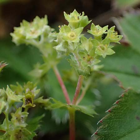Alchemilla glaucescens ? \ Weichhaariger Frauenmantel, Bastard-Frauenmantel / Bastard Lady's Mantle, D Harz, Sonnenberg 20.9.2021