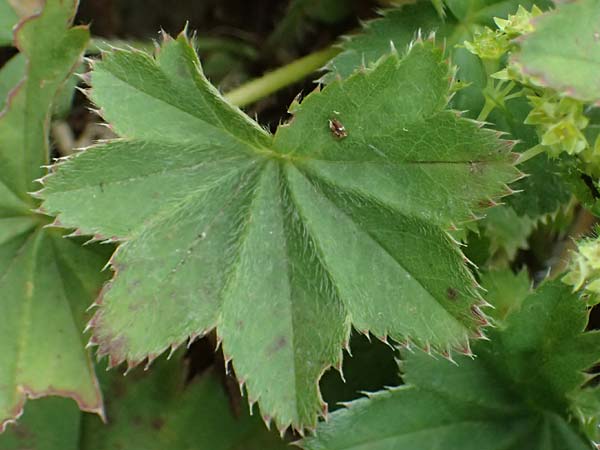 Alchemilla glaucescens ? \ Weichhaariger Frauenmantel, Bastard-Frauenmantel / Bastard Lady's Mantle, D Harz, Sonnenberg 20.9.2021