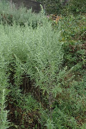 Artemisia lavandulaefolia \ Lavendelblttriger Beifu / Lavender-Leaved Wormwood, D Breisach 3.9.2022