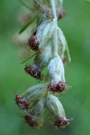 Artemisia lavandulaefolia \ Lavendelblttriger Beifu / Lavender-Leaved Wormwood, D Breisach 3.10.2022