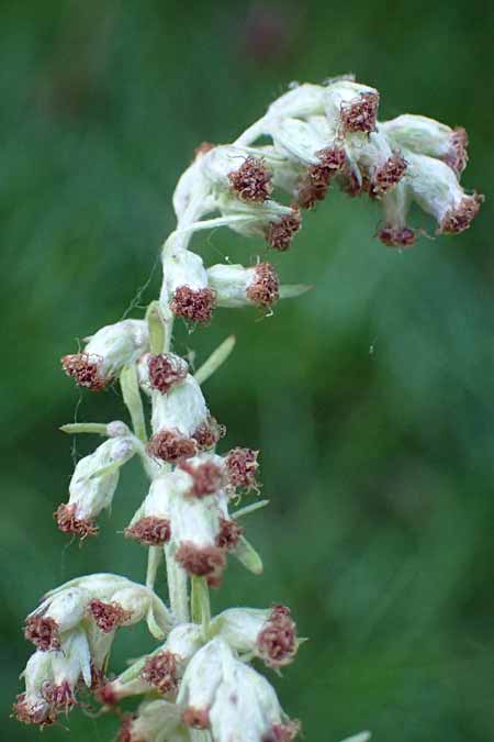 Artemisia lavandulaefolia \ Lavendelblttriger Beifu / Lavender-Leaved Wormwood, D Breisach 3.10.2022
