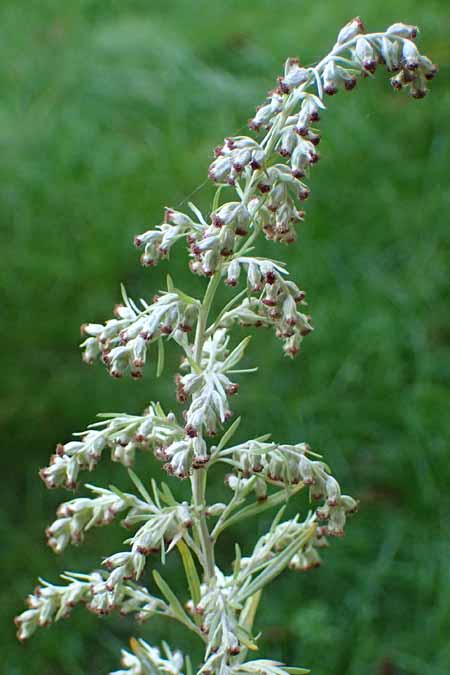 Artemisia lavandulaefolia \ Lavendelblttriger Beifu / Lavender-Leaved Wormwood, D Breisach 3.10.2022