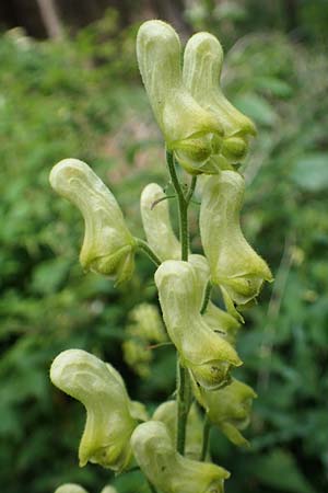 Aconitum lycoctonum subsp. vulparia \ Gelber Eisenhut, Wolfs-Eisenhut / Yellow Wolfsbane, D Thüringen, Erfurt 19.6.2023