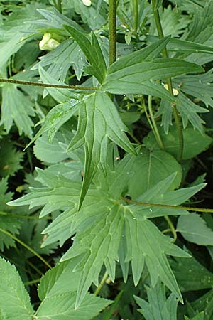 Aconitum lycoctonum subsp. vulparia \ Gelber Eisenhut, Wolfs-Eisenhut / Yellow Wolfsbane, D Thüringen, Erfurt 19.6.2023
