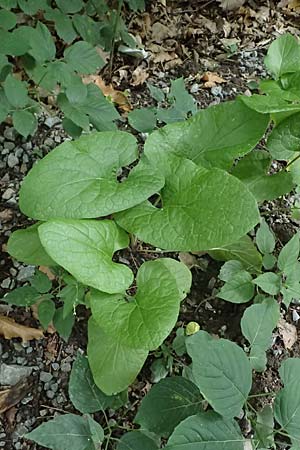 Arctium lappa \ Groe Klette / Greater Burdock, D Trennfurt 30.8.2025
