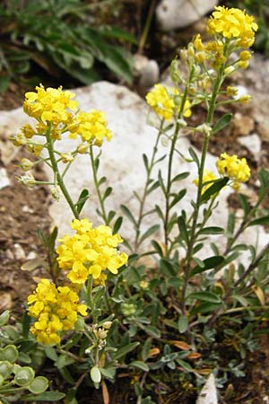 Alyssum montanum \ Berg-Steinkraut / Mountain Alison, Mountain Madwort, D Trochtelfingen 2.6.2015