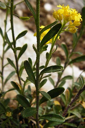Alyssum montanum \ Berg-Steinkraut / Mountain Alison, Mountain Madwort, D Trochtelfingen 2.6.2015