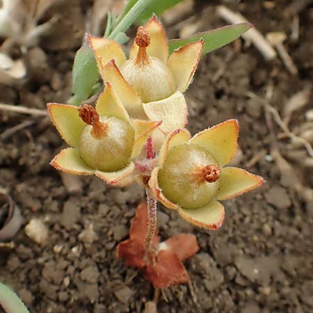 Androsace maxima \ Acker-Mannsschild, Grokelchiger Mannsschild / Annual Rock Jasmine, D Neuleiningen 25.5.2020