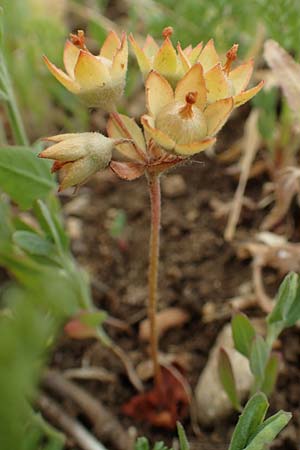 Androsace maxima \ Acker-Mannsschild, Grokelchiger Mannsschild / Annual Rock Jasmine, D Neuleiningen 25.5.2020