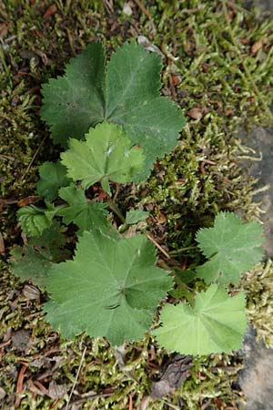 Alchemilla mollis \ Weicher Frauenmantel / Garden Lady's Mantle, D Aachen 9.6.2020