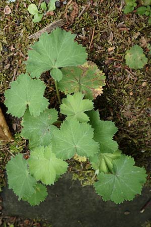 Alchemilla mollis \ Weicher Frauenmantel / Garden Lady's Mantle, D Aachen 9.6.2020