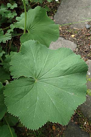 Alchemilla mollis \ Weicher Frauenmantel / Garden Lady's Mantle, D Aachen 9.6.2020