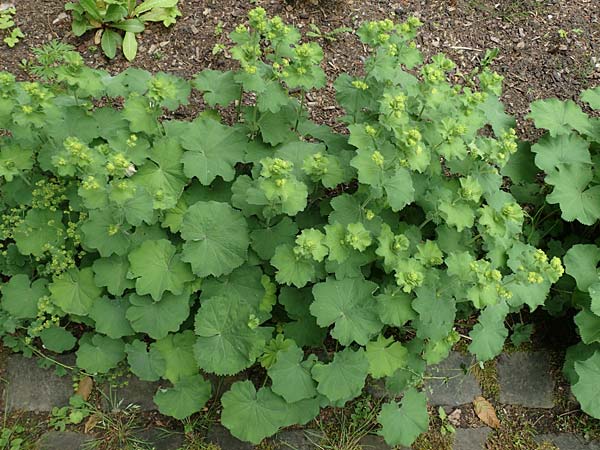Alchemilla mollis \ Weicher Frauenmantel / Garden Lady's Mantle, D Aachen 9.6.2020
