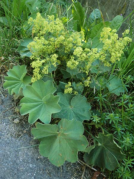 Alchemilla mollis \ Weicher Frauenmantel / Garden Lady's Mantle, D Odenwald, Lindenfels 26.6.2020
