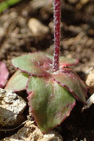 Androsace maxima \ Acker-Mannsschild, Grokelchiger Mannsschild / Annual Rock Jasmine, D Neuleiningen 13.4.2021