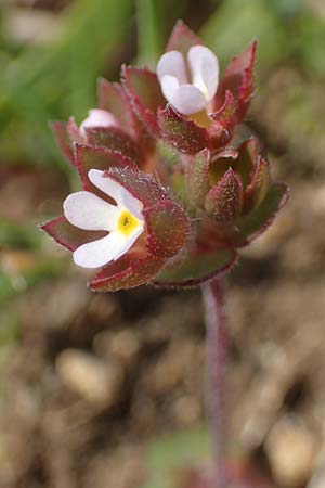 Androsace maxima \ Acker-Mannsschild, Grokelchiger Mannsschild / Annual Rock Jasmine, D Neuleiningen 13.4.2021