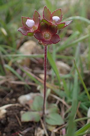 Androsace maxima \ Acker-Mannsschild, Grokelchiger Mannsschild / Annual Rock Jasmine, D Neuleiningen 13.4.2021