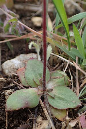 Androsace maxima \ Acker-Mannsschild, Grokelchiger Mannsschild / Annual Rock Jasmine, D Neuleiningen 13.4.2021