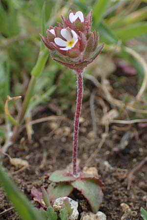 Androsace maxima \ Acker-Mannsschild, Grokelchiger Mannsschild / Annual Rock Jasmine, D Neuleiningen 13.4.2021