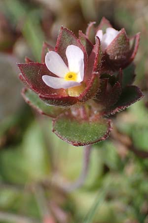 Androsace maxima \ Acker-Mannsschild, Grokelchiger Mannsschild / Annual Rock Jasmine, D Neuleiningen 13.4.2021