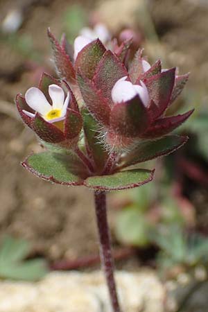 Androsace maxima \ Acker-Mannsschild, Grokelchiger Mannsschild / Annual Rock Jasmine, D Neuleiningen 13.4.2021