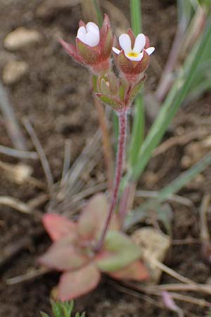Androsace maxima \ Acker-Mannsschild, Grokelchiger Mannsschild / Annual Rock Jasmine, D Neuleiningen 13.4.2021