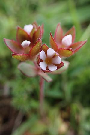 Androsace maxima \ Acker-Mannsschild, Grokelchiger Mannsschild / Annual Rock Jasmine, D Neuleiningen 13.4.2021