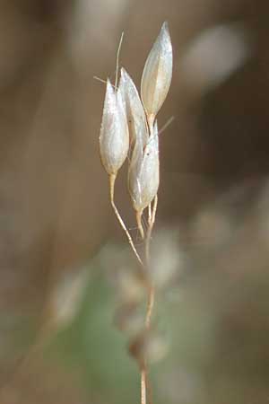 Aira multiculmis \ Vielstngelige Haferschmiele / Multi-Stemmed Hair-Grass, D Hockenheim 17.6.2021