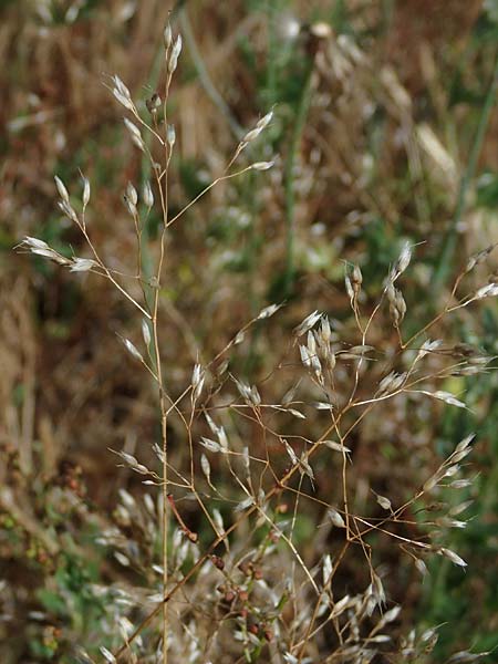 Aira multiculmis \ Vielstngelige Haferschmiele / Multi-Stemmed Hair-Grass, D Hockenheim 17.6.2021