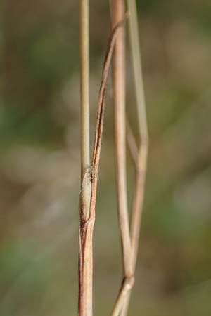 Aira multiculmis \ Vielstngelige Haferschmiele / Multi-Stemmed Hair-Grass, D Hockenheim 17.6.2021