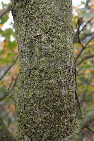 Acer monspessulanum \ Felsen-Ahorn, Franzsischer Maholder / Montpellier Maple, D Bad Kreuznach 3.10.2021